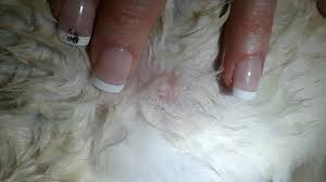 Check spelling or type a new query. Cats Kittens With Lumps Under Their Skin Pets Stack Exchange