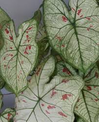 Strawberry Star Jumbo Bulbs Caladium Bonsai Flower Seed Pots