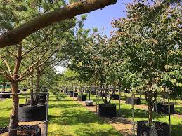 Onze kwaliteitsbomen en struiken worden in de volle grond gekweekt. Pin Op Bomen En Struiken