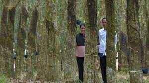 Karena produksi kebun karet adalah lateks, maka estimasi produksi per hektar per tahun dikonversikan ke dalam satuan getah karet basah seperti pada tabel berikut : Pose Mesra Jokowi Dan Iriana Di Hutan Karet Banyuasin Bisa Jadi Ide Foto Prewedding Lifestyle Liputan6 Com