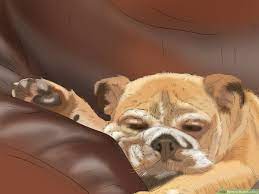 When your dog starts barking, get their attention pointed to something else: 3 Ways To Retrain A Dog Wikihow Pet