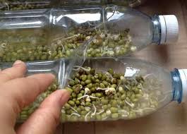 Cara membuat toge di rumah ternyata sangat mudah sekali,, hasil nya pun cukup memuaskan karna selain tauge yang i hasilkan. Tanam Taugeh Dalam Botol Plastik Terpakai Lebih Mudah Diuruskan Impiana