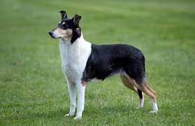Smooth collie the smooth haired version of the rough collie, lists of uk breeders, clubs and where information can be found. Collie Smooth Breeds A To Z The Kennel Club