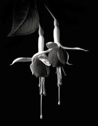 Even a floating bubble has a pattern that may be unnoticeable in color, yet clear in black and white. Black And White Flower Portraiture Shutterbug