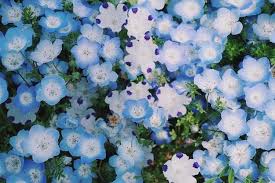 Pin On A Pocket Full Of Posies