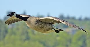 Geese flying in classic v formation. Goose Symbolism Dreams And Messages Spirit Animal Totems