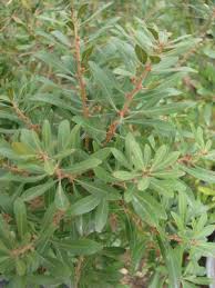 Over 600 names have been proposed in the genus, but nearly all have either been moved to other genera or been regarded as synonyms. Myrica Cerifera Myrtle Southern Wax From Mortellaros