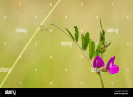 Image result for Rinorea angustifolia