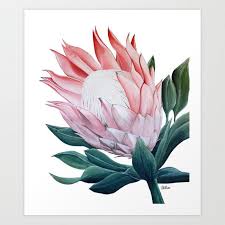 King Protea Acrylic Painting Art Print By Artbyambloor X Small In 2020 Protea Art Paintings Art Prints Painting