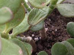 Jade plant wilting and dying. Jade Plant Leaves Keep Shriveling And Dying For No Reason