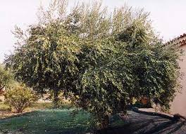 Huile D Olive De Coudoux Fabrication A L Ancienne Aoc Huile D Olive D Aix En Provence Recolte