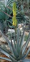 Image result for Aloe christianii