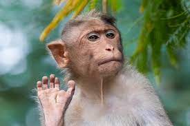 أن قام القرد بعض الإنسان، يعني بدء وجود الخلافات والنزاع بين الأسرة الواحدة. ØªÙØ³ÙŠØ± Ø­Ù„Ù… Ø§Ù„Ù‚Ø±Ø¯ ÙÙŠ Ø§Ù„Ù…Ù†Ø§Ù… Ø¨Ø§Ù„ØªÙØµÙŠÙ„ Ø¨Ø±ÙŠÙÙ†Øª