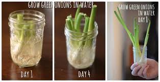 Cara praktis tanam daun bawang di gelas isi air. Jangan Buru Buru Buang Sampah Dapurmu 7 Cara Pemanfaatan Ini Wajib Kamu Coba Dulu