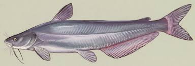 11 national catfish day pictures and wishes. National Catfish Day Wikipedia