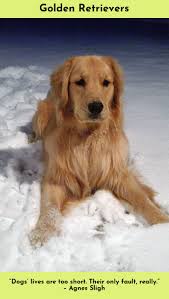 Simply Click The Link For More Information Golden Retrievers Check The Webpage To Learn More Golden Retriever Retriever Golden Retriever Mom