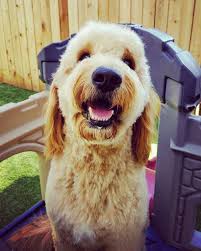 The graphics below are incredibly helpful for explaining to how describe different components of a goldendoodle haircut. Dog Grooming Guide And Style Guide For Goldens Doodles And More