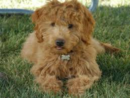 If you are looking for a breeder who can educate you further about the breed and help you find your new family member, you are in the right place. Doods Coat Colours Apricot Red