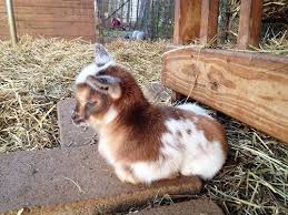 Billy Goat Fluff Cute Baby Animals Cute Animals Cute Goats
