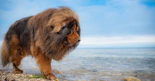 Breeders of merit are denoted by level in ascending order of: Tibetan Mastiff Fierce Dogs Originating In Tibet