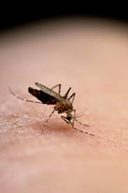 So that adds up to several bites from the same mosquito at night. Why Do Mosquito Bites Itch Causes And Treatment