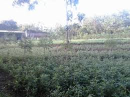 Pendahuluan alhamdulillah, shalawat dan salam semoga senantiasa serupa dengan akad sewa ladang yang terlarang pada hadits ini adalah menyewakan lahan untuk dibangun suatu gedung perhotelan atau. Sewa Lahan Pertanian Jawa Tengah Jualsewatanah Com