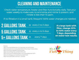 Maintaining Your Betta Tank Betta Fish Care Fish Care Betta Fish