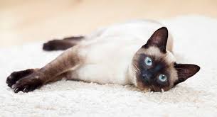 The siamese 'enters' your life at this time as a message and confirmation of an auspicious time the siamese is a blessing to those who are entering a marital stage or relationship. Choosing The Best Siamese Cat Food Top Meals For First Rate Cats