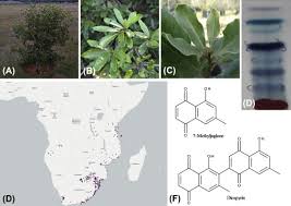 Image result for Euclea natalensis