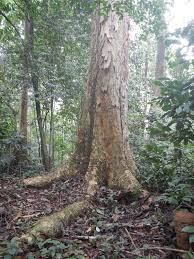 Image result for Pachylobus osika