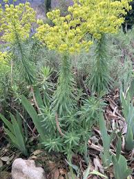 Image result for Euphorbia serratifolia