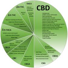 Cannabis Science Inc Critical Ailments