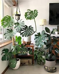 Monstera Deliciosa Tropical Plants Girlfriend Is Better Indoor Tropical Plants Hanging Plants Indoor House Plants Indoor