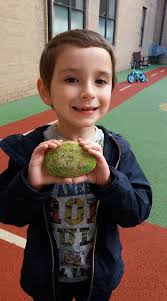 found rock at william street park corner madden street in tas