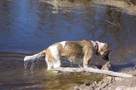 How To Stop A Puppy Or Dog From Eating Rocks Pethelpful