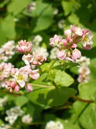 Image result for Fagopyrum