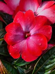 Image result for Impatiens purpureoviolacea