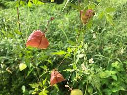新 马草药自然医学 小果倒地铃的作用和功效 cardiospermum halicacabum health benef plants health