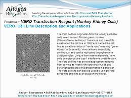 Figure 1 | vero cells were infected with zika virus. Products Vero Transfection Reagent Monkey Kidney Cells Altogen Biosystems Offers The Vero Cell Transfection Reagent Among A Host Of 100 Cell Line Ppt Download