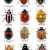 Do boxelder bugs eat garden plants. Https Encrypted Tbn0 Gstatic Com Images Q Tbn And9gctygdlbdjr 9czeirfygrg2at35knemd2tdyfktq9tbwvg Knna Usqp Cau
