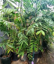 Image result for Chamaedorea radicalis