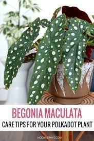 Begonia Maculata How To Care For A Polkadot Plant Begonia Maculata Begonia Plant Care Houseplant