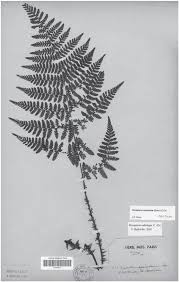 Image result for Dryopteris kilemensis