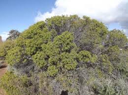 Image result for Euclea