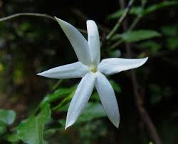 Image result for Chironia laxiflora