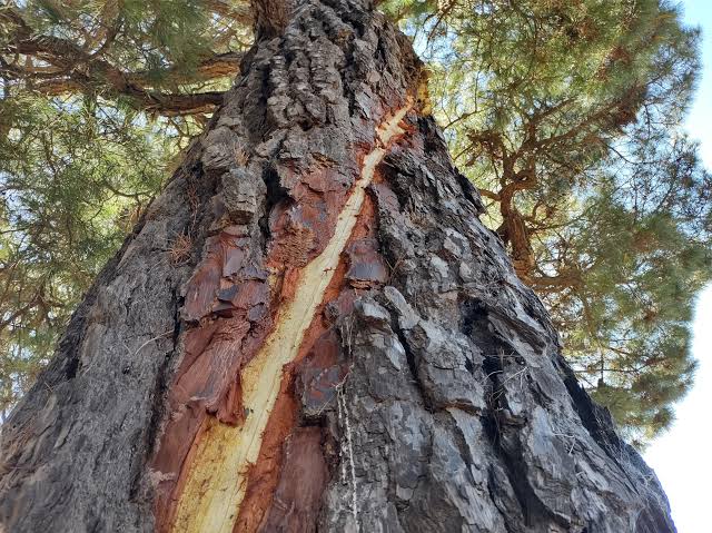 A pine tree in a nearby park was struck by lightning leaving a spiral cut down the trunk. : r/mildlyinteresting