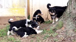 Bernese mountain dog husky mix puppies. Titus Bernese Mountain Dog Mix Puppy For Sale Keystone Puppies