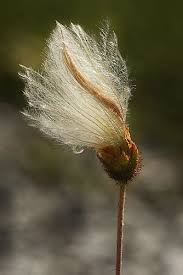 Delicate Northern Flower Geum Triflorum Seed Pods Winter Plants Secret Life Of Plants