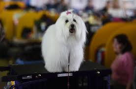 Putting a heat wellhead into a dog house isn't unpreventable depending on ego live. 18 Long Haired Dogs Afghan Hound Bearded Collie And More