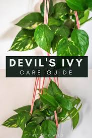More images for how to take care of devil's ivy » Devil S Ivy Care Guide Epipremnum Aureum Trailing Pothos